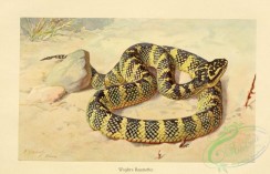 snakes-00106 - lachesis wagleri