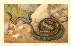 snakes-00110 - vipera berus