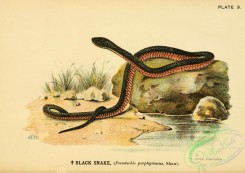 snakes-00113 - Black Snake, pseudechis porphyriacus