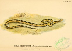 snakes-00115 - Broad-headed Snake, hoplocephalus bungaroides