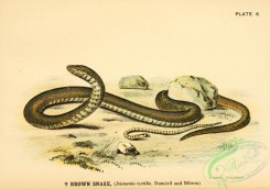 snakes-00116 - Brown Snake, diemenia textilis