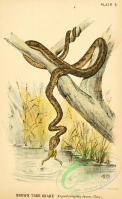 snakes-00117 - Brown Tree Snake, dipsadomorphus fuscus