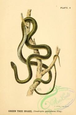 snakes-00121 - Green Tree Snake, dendrophis punctulatus