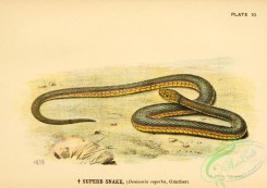 snakes-00124 - Superb Snake, denisonia superba