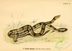 snakes-00125 - Tiger Snake, notechis scutatus