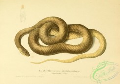 snakes-00129 - coluber flavescens