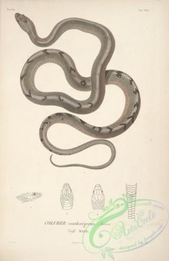 snakes-00151 - coluber cantherigerus