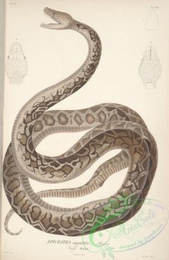 snakes-00152 - epicrates angulifer