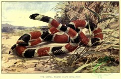 snakes-00162 - Coral Snake, elaps corallinus