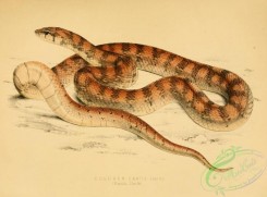 snakes-00173 - coluber canus