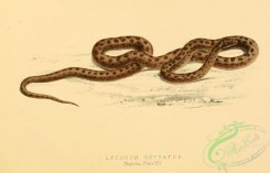 snakes-00177 - lycodon guttatus