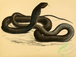 snakes-00178 - naia haje, 2