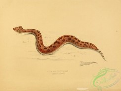 snakes-00184 - vipera caudalis