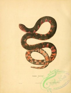 snakes-00189 - coluber abacurus