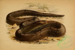 snakes-00193 - calamaria brachyorrhos