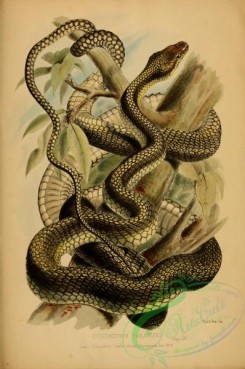 snakes-00194 - dendrophis paradisei