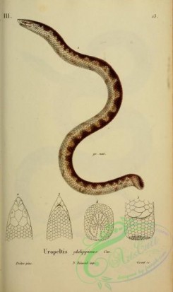 snakes-00203 - uropeltis philippinus