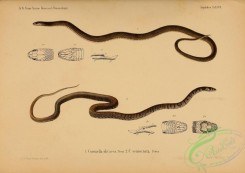 snakes-00204 - coronella olivacea, coronella semiornata