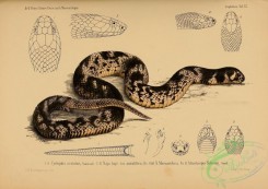 snakes-00205 - cyrtophis scutatus, naja haje annulifera, naja mossambica, atractaspis bibronii