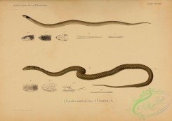 snakes-00209 - uriechis nigriceps, uriechis lunulatus