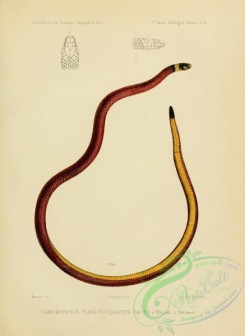 snakes-00216 - elapomorphus flavo-torquatus