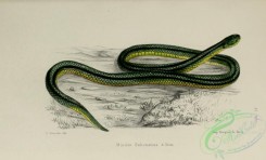 snakes-00228 - miodon gabonense