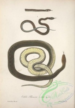 snakes-00243 - coluber flavescens
