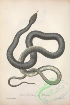 snakes-00250 - coluber viridi-flavus carbonarius