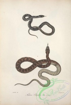 snakes-00254 - natrix elaphis, 2
