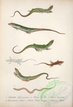 snakes-00260 - notopholis nigro-punctata, podarcis taurica, podarcis oxycephala, psammodromus cinereus, lacerta viridis strigata, ophiomorus miliaris