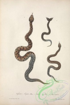 snakes-00270 - vipera aspis