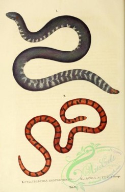 snakes-00275 - cylindrophis resplendens, ilysia scytale