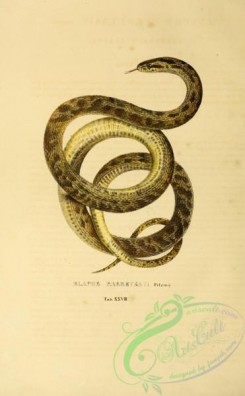 snakes-00280 - elaphe parreyssii
