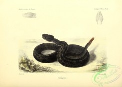 snakes-00290 - 016-Crotalophore