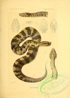 snakes-00291 - 017-Trigonocephales