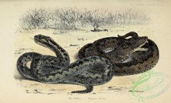 snakes-00297 - 005-vipera berus