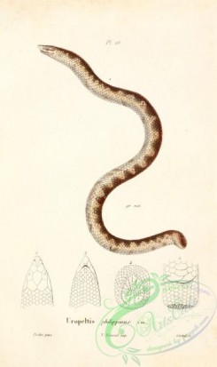 snakes-00357 - uropeltis philippinus