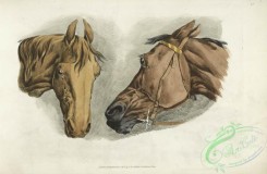 sporting-00038 - 042-Two horse heads