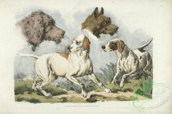 sporting-00044 - 048-Two dogs and two dog heads