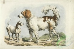 sporting-00046 - 050-Two hunting dogs