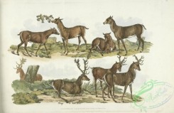 sporting-00058 - 062-Hinds, Stags or Red Deer