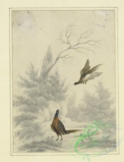 sporting-00060 - 072-Sketch of pheasant, one flying and the other on the ground,