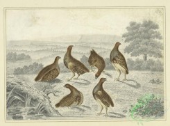 sporting-00066 - 079-Partridges in a field