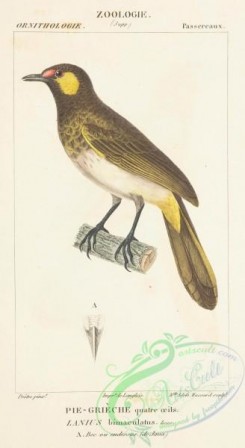 starlings-00034 - lanius bimaculatus (L)