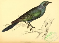 starlings-00068 - lamprotornis burchellii
