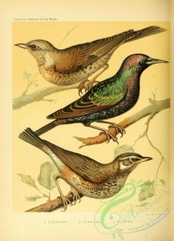 starlings-00070 - Fieldfare, Starling, Redwing