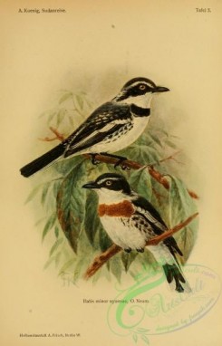 starlings-00073 - batis minor nyansae