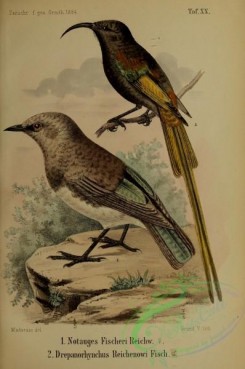 starlings-00085 - Fischer's Starling, notauges fischeri, Golden-winged Sunbird, drepanorhynchus reichenowi