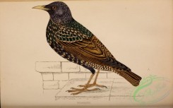 starlings-00093 - Starling