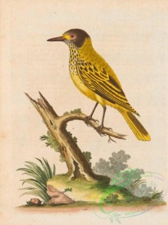starlings-00110 - 186-Yellow Indian Starling, sturnus luteus
